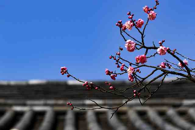 描写梅花的段落20句