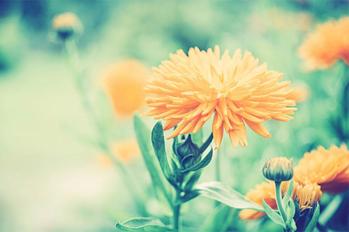 表现母爱的诗句有哪些61句
