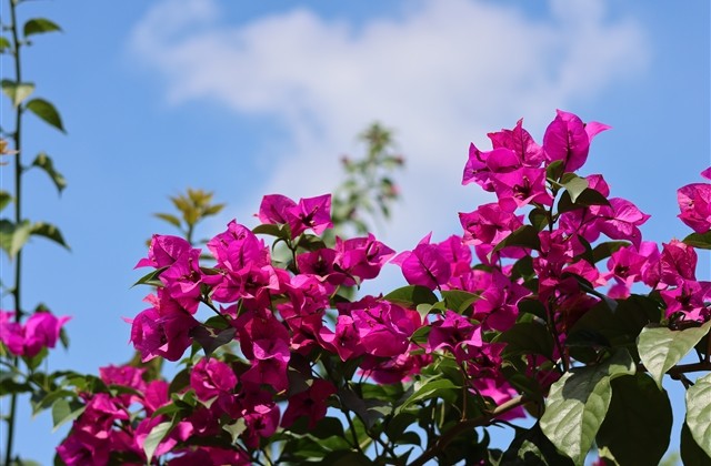 校园植树节宣传标语 校园植树节宣传标语