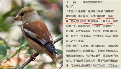 ​保护鸟类的宣传标语