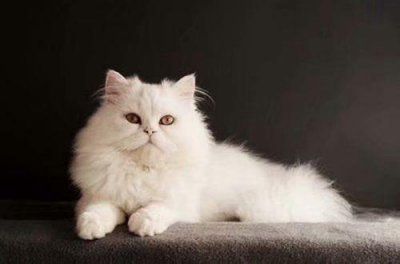 ​爱情的古代的句子 爱情伤感古风句子(精选95句)