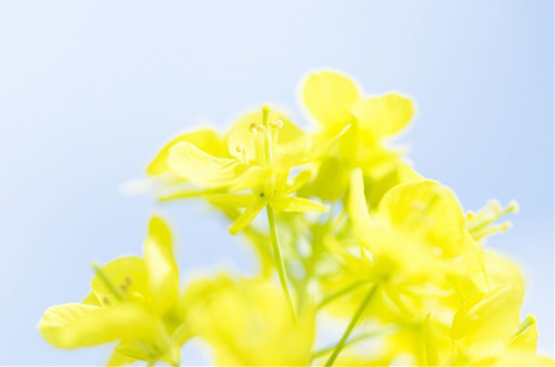 表现传统节日的诗句84句