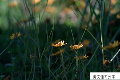 ​简短的正能量句子（69句调整心态的正能量句子）