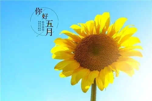 五月份的励志句子