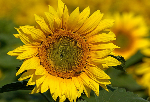 1710989296279484.png image.png