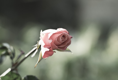 1691684109130592.png image.png
