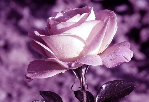 1691729746324502.png image.png