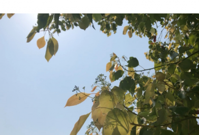 ​s开头的英文名游戏（以S开头的女子英文名）
